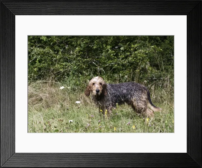 Framed Print : Griffon Nivernais - hunting wildboar. France Alsoknow as Chien de Pays Framed Print : Griffon Nivernais - hunting wildboar. France Alsoknow as Chien de Pays