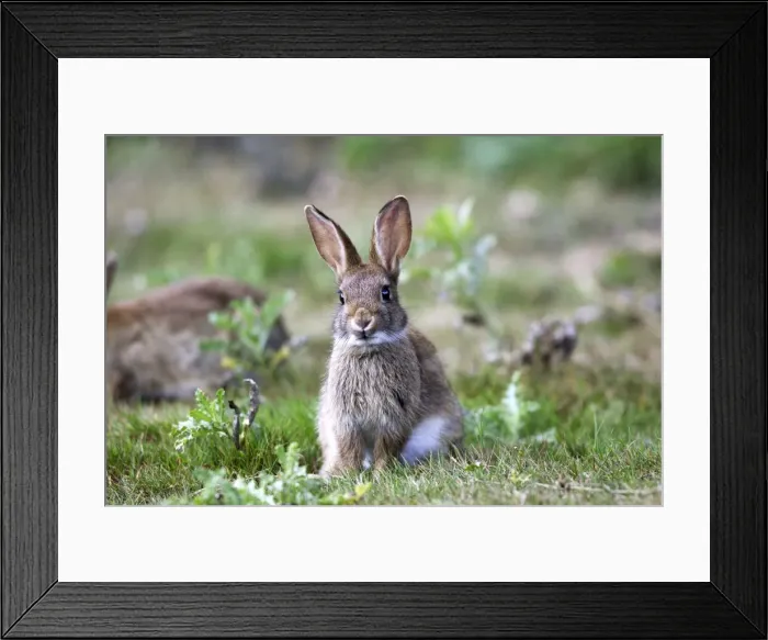 Framed Print : Rabbits. France Framed Print : Rabbits. France