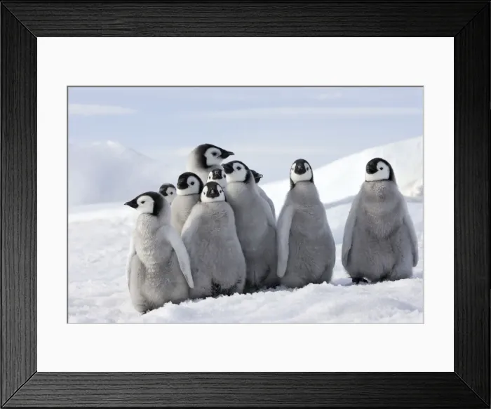 Framed Print : Emperor Penguin - group of chicks. Snow hill island - Antarctica Framed Print : Emperor Penguin - group of chicks. Snow hill island - Antarctica