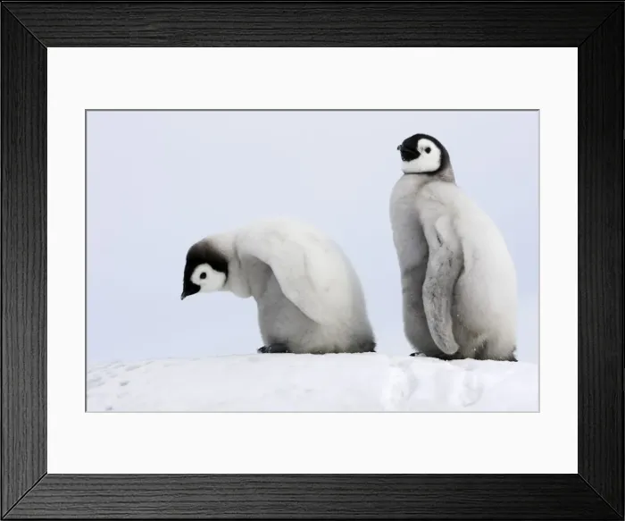 Framed Print : Emperor Penguin - two chicks. Snow hill island - Antarctica