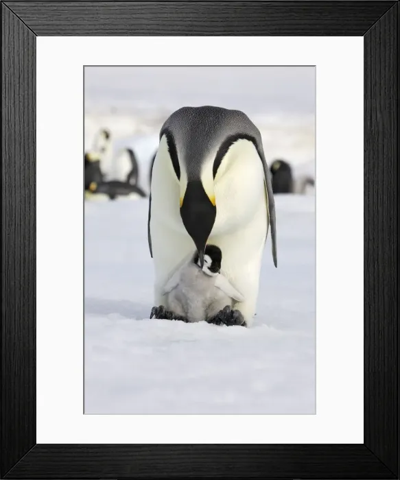 Framed Print : Emperor Penguin - adult with chick. Snow hill island - Antarctica Framed Print : Emperor Penguin - adult with chick. Snow hill island - Antarctica