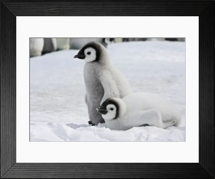 Framed Print : Emperor Penguin - two chicks. Snow hill island - Antarctica Framed Print : Emperor Penguin - two chicks. Snow hill island - Antarctica