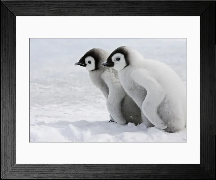 Framed Print : Emperor Penguin - two chicks. Snow hill island - Antarctica Framed Print : Emperor Penguin - two chicks. Snow hill island - Antarctica