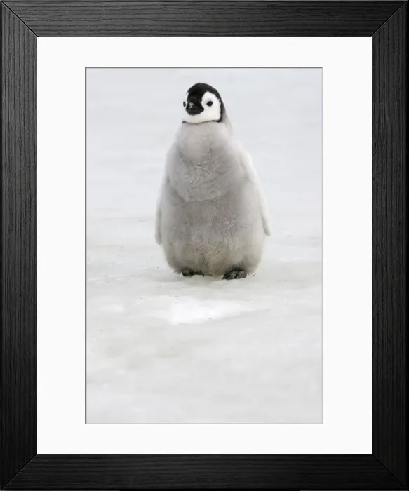 Framed Print : Emperor Penguin - chick. Snow hill island - Antarctica Framed Print : Emperor Penguin - chick. Snow hill island - Antarctica