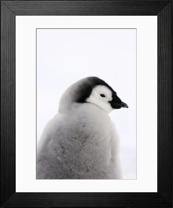 Framed Print : Emperor Penguin - chick. Snow hill island - Antarctica Framed Print : Emperor Penguin - chick. Snow hill island - Antarctica