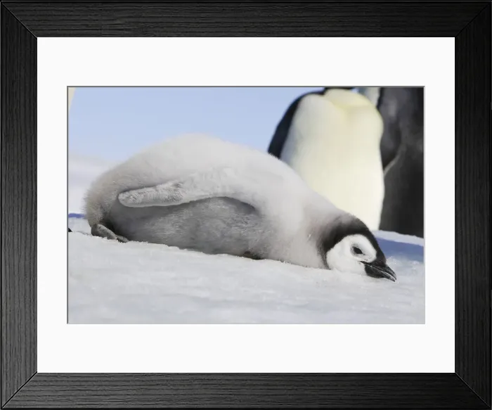 Framed Print : Emperor Penguin - chick lying on ice. Snow hill island - Antarctica Framed Print : Emperor Penguin - chick lying on ice. Snow hill island - Antarctica
