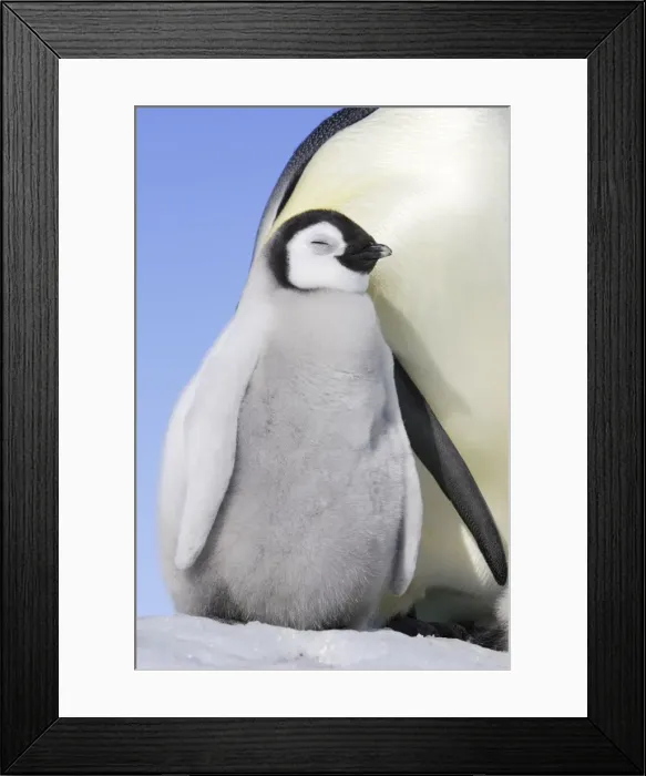 Framed Print : Emperor Penguin - adult & chick. Snow hill island - Antarctica Framed Print : Emperor Penguin - adult & chick. Snow hill island - Antarctica