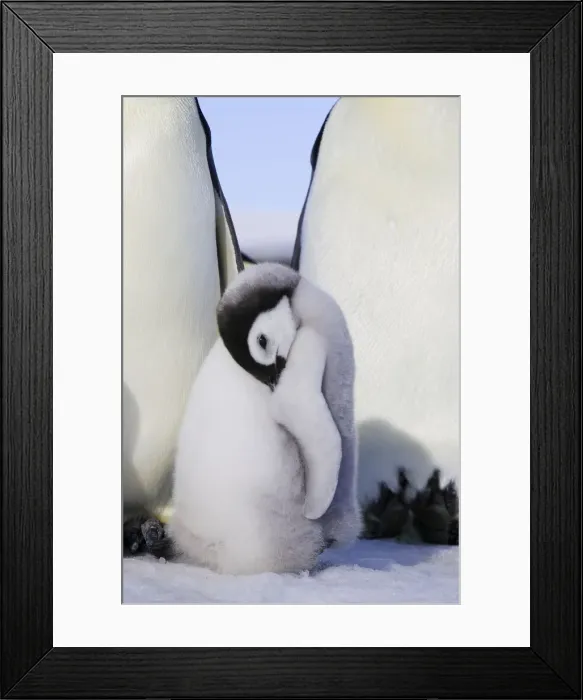 Framed Print : Emperor Penguin - chick. Snow hill island - Antarctica Framed Print : Emperor Penguin - chick. Snow hill island - Antarctica