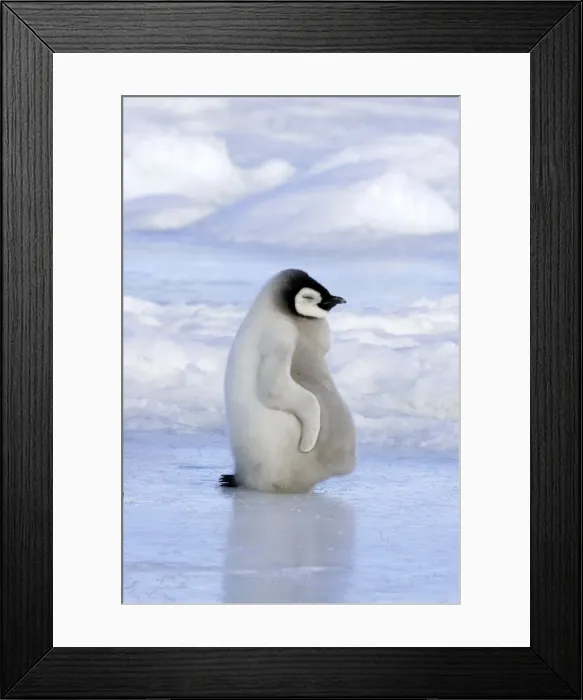Framed Print : Emperor Penguin - chick resting on ice. Snow hill island - Antarctica Framed Print : Emperor Penguin - chick resting on ice. Snow hill island - Antarctica