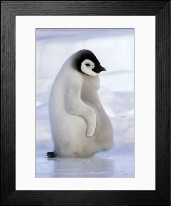 Framed Print : Emperor Penguin - chick resting on ice. Snow hill island - Antarctica Framed Print : Emperor Penguin - chick resting on ice. Snow hill island - Antarctica
