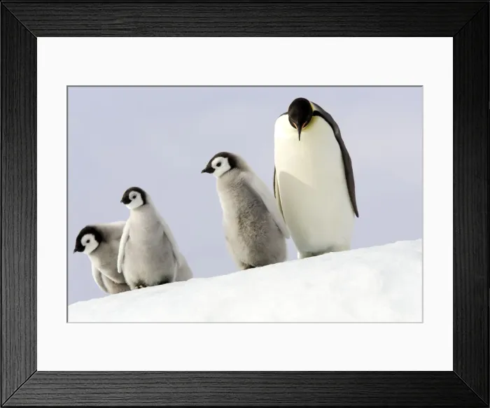 Framed Print : Emperor Penguin - adult and three chicks. Snow hill island - Antarctica Framed Print : Emperor Penguin - adult and three chicks. Snow hill island - Antarctica