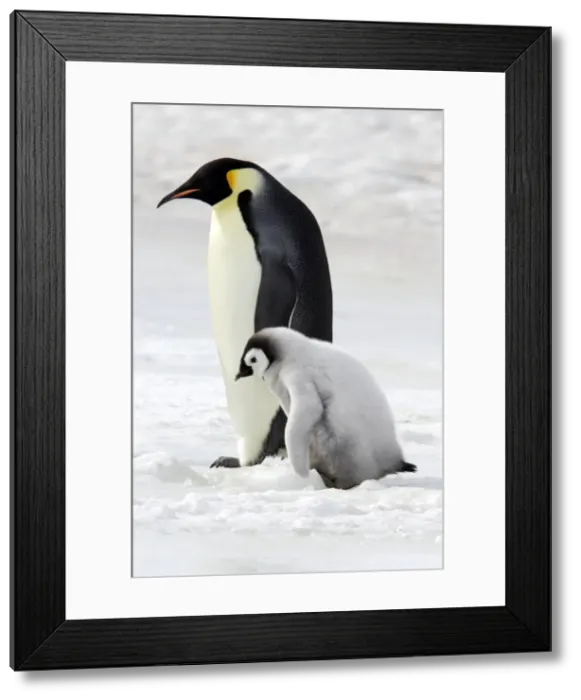 Framed Print : Emperor Penguin - adult & chick. Snow hill island - Antarctica Framed Print : Emperor Penguin - adult & chick. Snow hill island - Antarctica