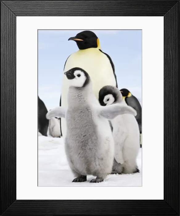Framed Print : Emperor Penguin - two chicks. Snow hill island - Antarctica Framed Print : Emperor Penguin - two chicks. Snow hill island - Antarctica