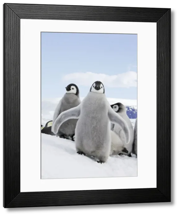 Framed Print : Emperor Penguin - chick flapping wings. Snow hill island - Antarctica Framed Print : Emperor Penguin - chick flapping wings. Snow hill island - Antarctica