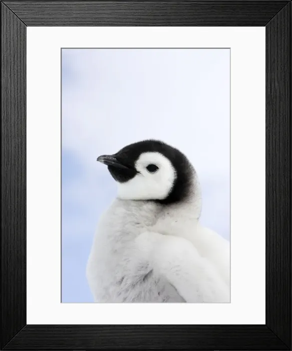Framed Print : Emperor Penguin - chick. Snow hill island - Antarctica Framed Print : Emperor Penguin - chick. Snow hill island - Antarctica