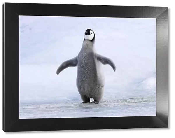Emperor Penguin - chick singing'. Snow hill island - Antarctica