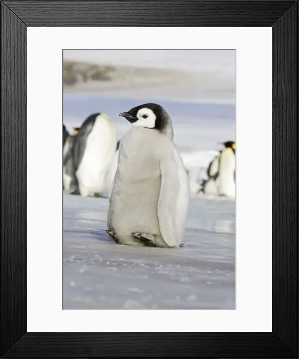 Framed Print : Emperor Penguin - chick lifting feet off ice to keep warm. Snow hill island - Antarctica Framed Print : Emperor Penguin - chick lifting feet off ice to keep warm. Snow hill island - Antarctica