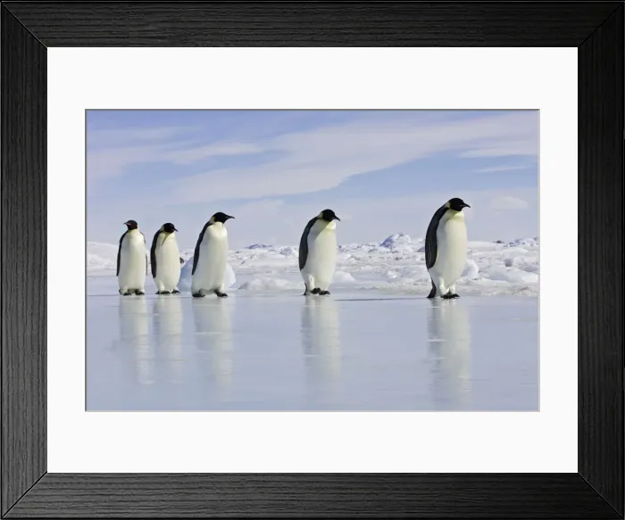 Framed Print : Emperor Penguin - adults walking across ice. Snow hill island - Antarctica