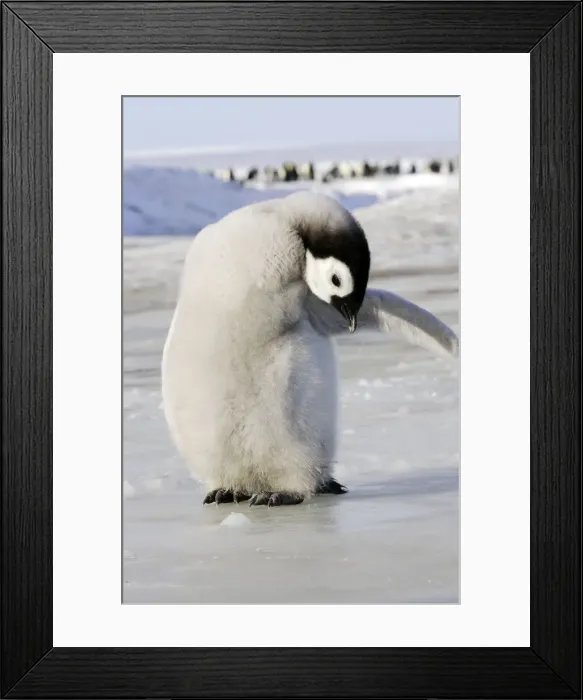Framed Print : Emperor Penguin - chick preening. Snow hill island - Antarctica Framed Print : Emperor Penguin - chick preening. Snow hill island - Antarctica