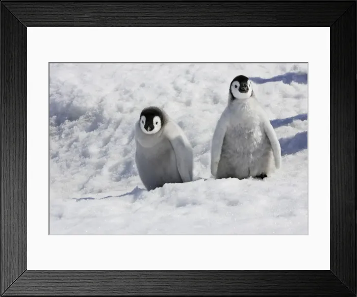 Framed Print : Emperor Penguin - two chicks. Snow hill island - Antarctica Framed Print : Emperor Penguin - two chicks. Snow hill island - Antarctica