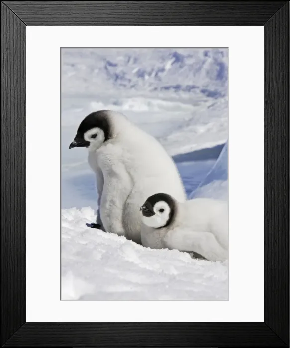 Framed Print : Emperor Penguin - two chicks. Snow hill island - Antarctica Framed Print : Emperor Penguin - two chicks. Snow hill island - Antarctica