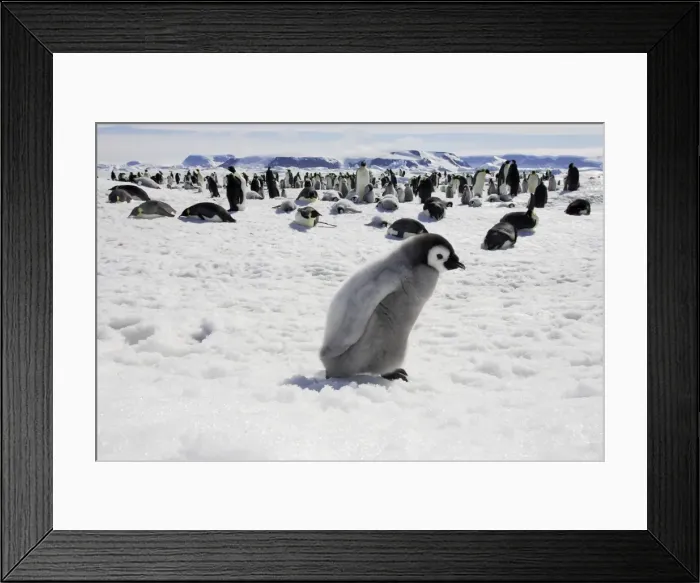 Framed Print : Emperor Penguin - chick. Snow hill island - Antarctica Framed Print : Emperor Penguin - chick. Snow hill island - Antarctica
