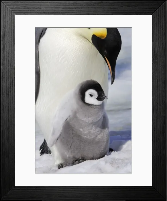 Framed Print : Emperor Penguin - adult and chick. Snow hill island - Antarctica Framed Print : Emperor Penguin - adult and chick. Snow hill island - Antarctica