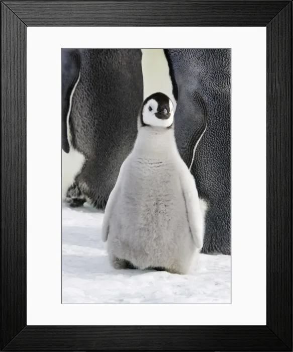Framed Print : Emperor Penguin - chick. Snow hill island - Antarctica Framed Print : Emperor Penguin - chick. Snow hill island - Antarctica