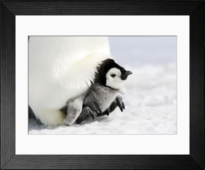 Framed Print : Emperor Penguin - adult and chick. Snow hill island - Antarctica Framed Print : Emperor Penguin - adult and chick. Snow hill island - Antarctica