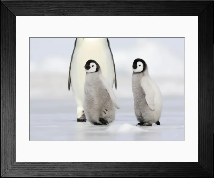 Framed Print : Emperor Penguin - adults with chicks. Snow hill island - Antarctica Framed Print : Emperor Penguin - adults with chicks. Snow hill island - Antarctica