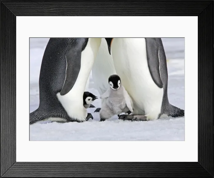 Framed Print : Emperor Penguin - chick stepping onto adult's feet. Snow hill island - Antarctica Framed Print : Emperor Penguin - chick stepping onto adult's feet. Snow hill island - Antarctica
