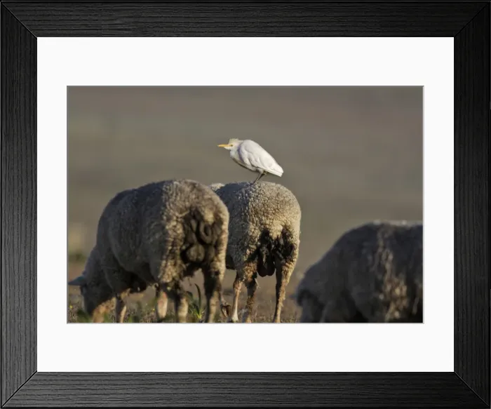 Framed Print : Cattle Egret on sheep Framed Print : Cattle Egret on sheep