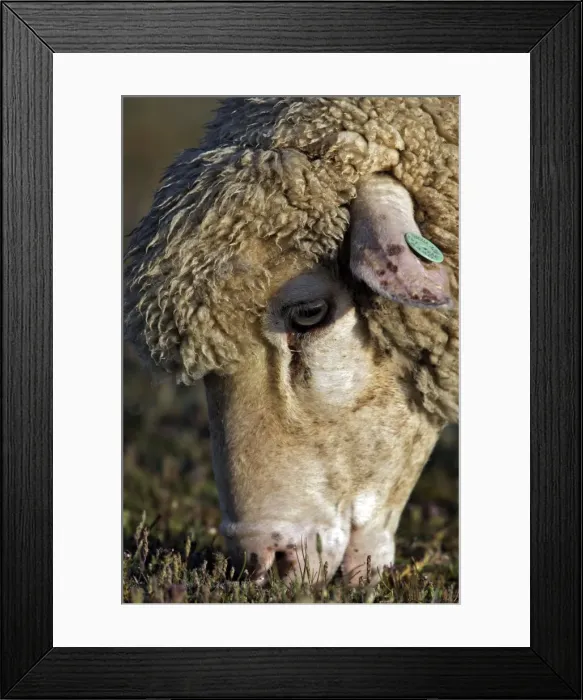 Framed Print : Merino Sheep - Feeding Framed Print : Merino Sheep - Feeding