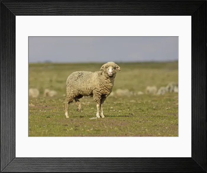 Framed Print : Merino Sheep Framed Print : Merino Sheep