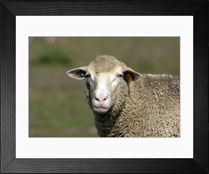 Framed Print : Merino Sheep Framed Print : Merino Sheep