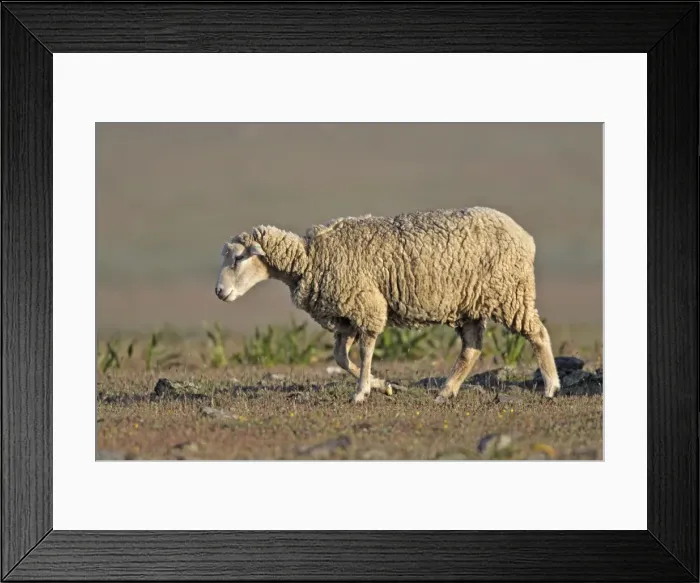 Framed Print : Merino Sheep Framed Print : Merino Sheep