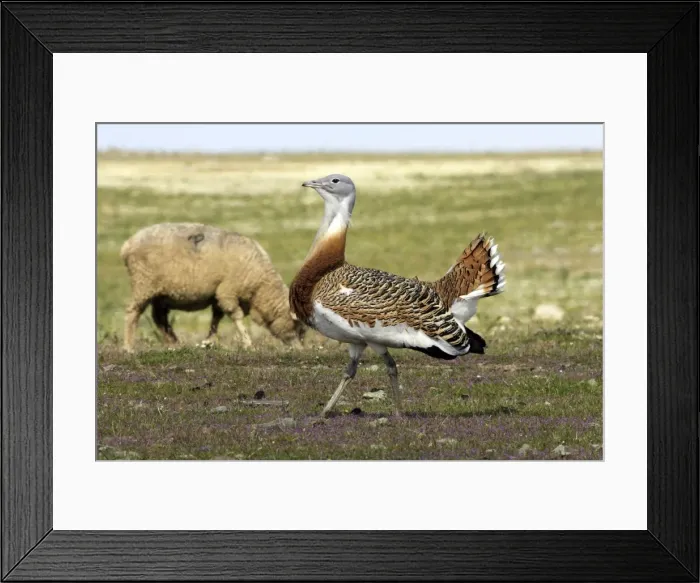 Framed Print : Great Bustard displaying male Framed Print : Great Bustard displaying male