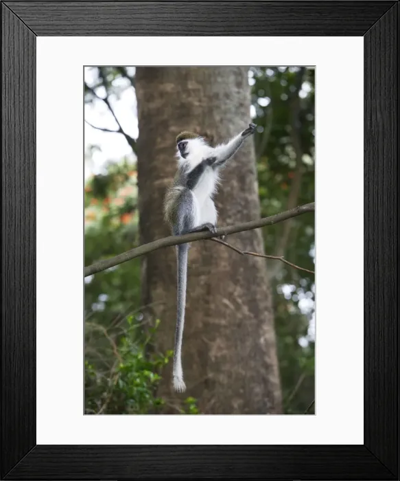 Framed Print : Vervet Monkey - in tree. Arsi Region - Ethiopia