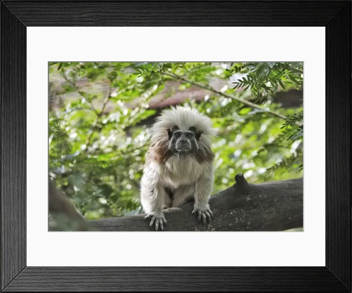 Framed Print : Cotton-top Tamarin. Venezuela