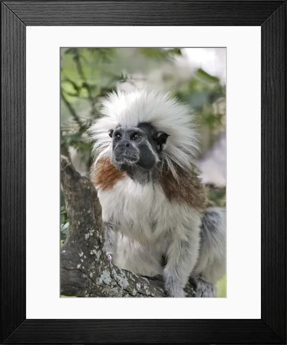 Framed Print : Cotton-top Tamarin. Venezuela