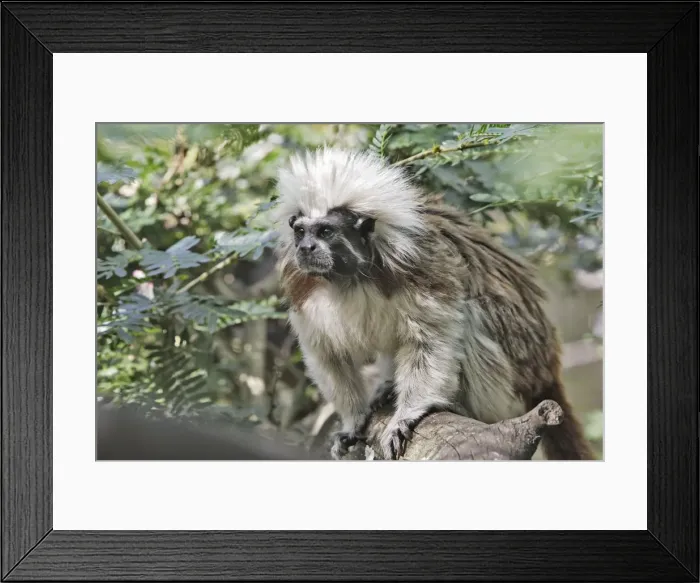 Framed Print : Cotton-top Tamarin. Venezuela Framed Print : Cotton-top Tamarin. Venezuela