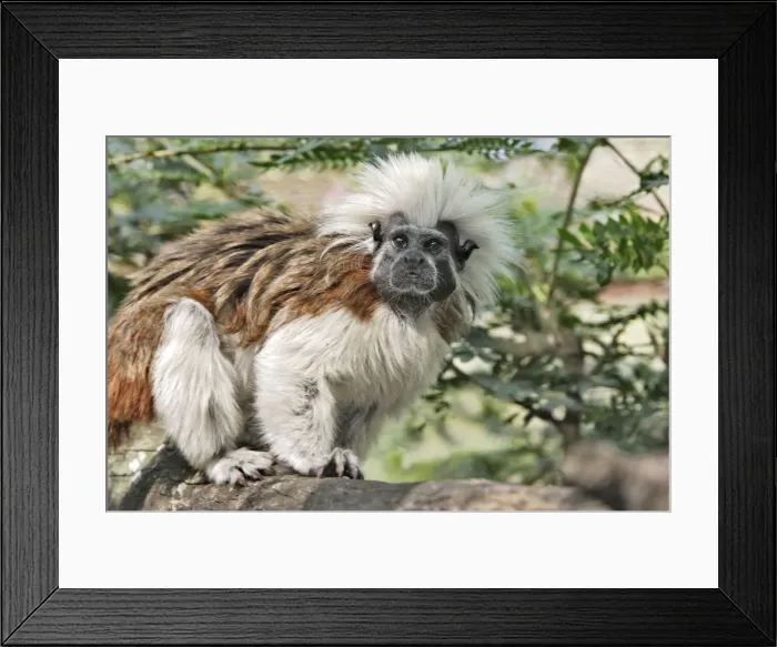 Framed Print : Cotton-top Tamarin. Venezuela Framed Print : Cotton-top Tamarin. Venezuela