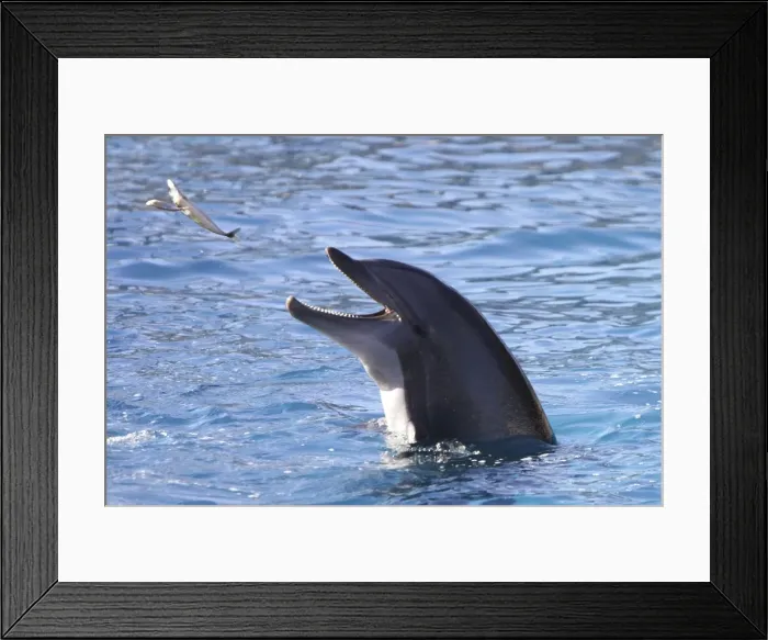 Framed Print : Bottlenose Dolphin - catching fish being thrown. France Framed Print : Bottlenose Dolphin - catching fish being thrown. France