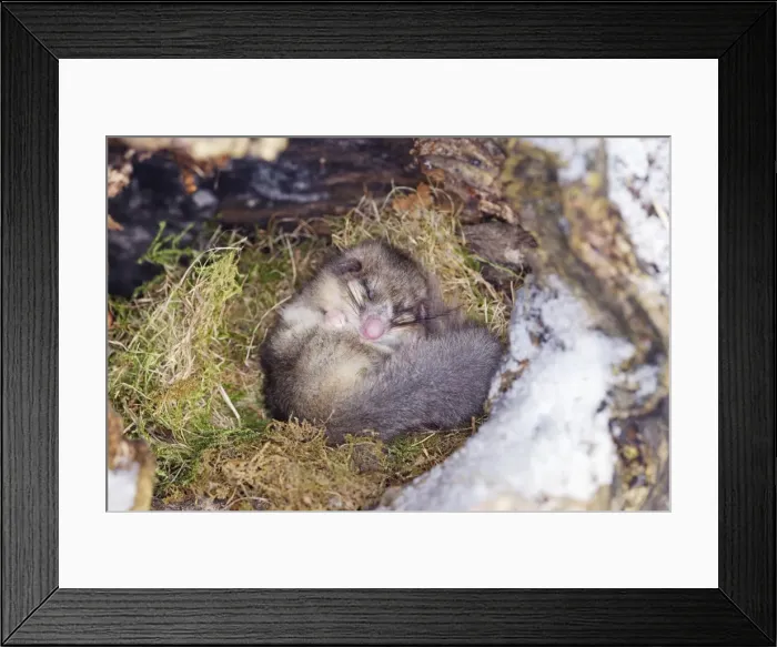 Framed Print : Fat / Edible Dormouse - sleeping. Alsace - France Framed Print : Fat / Edible Dormouse - sleeping. Alsace - France