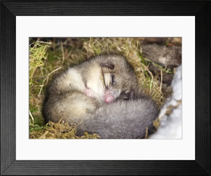 Framed Print : Fat  /  Edible Dormouse - sleeping. Alsace - France