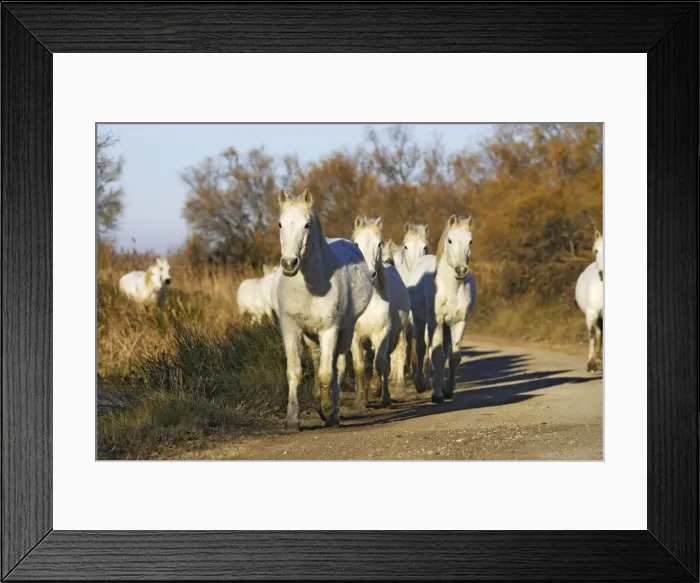 Framed Print : Camarge Horses - group trotting down road Framed Print : Camarge Horses - group trotting down road