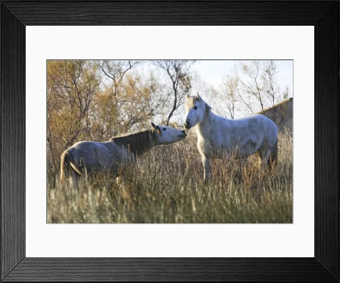 Framed Print : Camarge Horses - two fighting Framed Print : Camarge Horses - two fighting