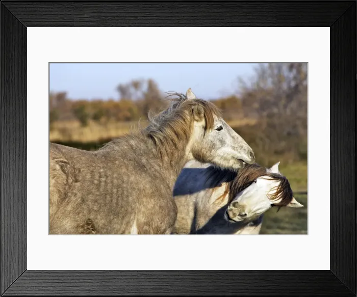 Framed Print : Camarge Horses - two fighting. France Framed Print : Camarge Horses - two fighting. France