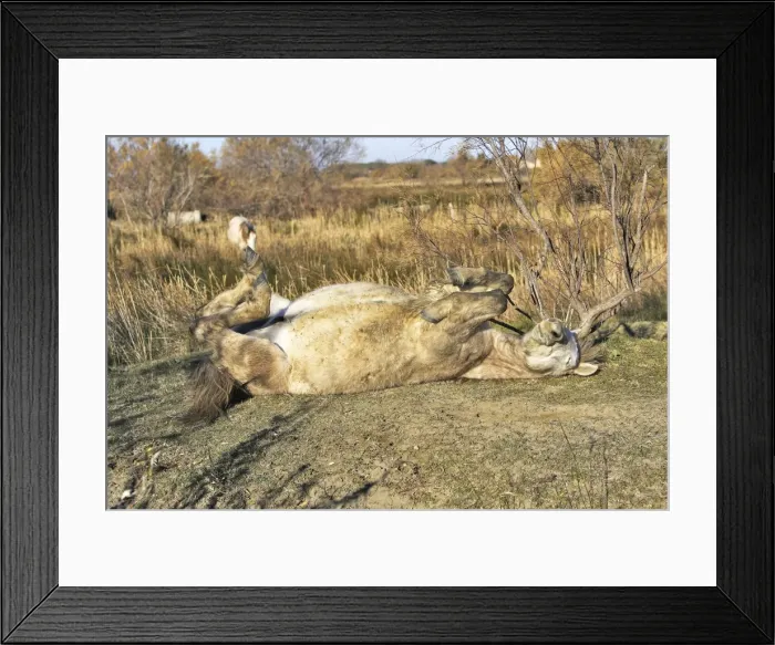 Framed Print : Camarge Horses - rolling. France Framed Print : Camarge Horses - rolling. France