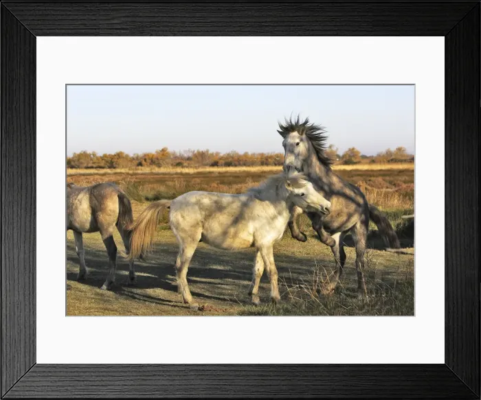 Framed Print : Camarge Horses - two fighting. France Framed Print : Camarge Horses - two fighting. France